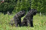 BOUVIER DES FLANDRES 491